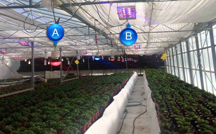 LED lights can be tuned to promote plant growth.