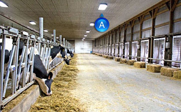 LED lights produce no ultraviolet light, so don’t attract flies like conventional lights, they don’t flicker and switch on and off instantly. The more natural light allows dairy workers to see the cows more clearly and identify any injuries or welfare iss