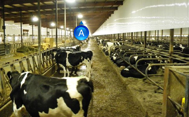 Installing LED lights in dairy buildings reduces energy and maintenance costs while providing a superior quality light that improves cow well-being and so increases yields.