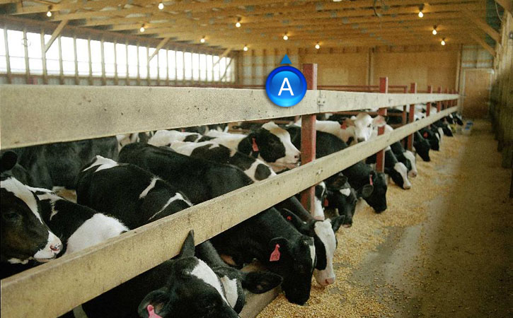 Installing LED lights in dairy buildings reduces energy and maintenance costs while providing a superior quality light that improves cow well-being and so increases yields. LED Lighting is the way of the future. LED is the most energy efficient lighting s
